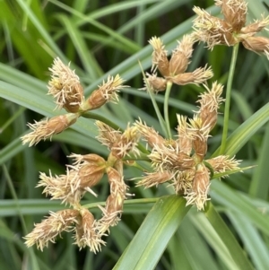 Bolboschoenus medianus at Murrumbateman, NSW - 7 Jan 2023