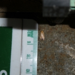 Oecophoridae (family) (Unidentified Oecophorid concealer moth) at Mongarlowe River - 4 Jan 2023 by arjay