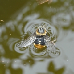 Scaptia sp. (genus) (March fly) at Mongarlowe River - 2 Jan 2023 by arjay