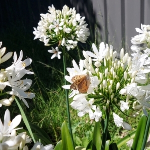 Heteronympha merope at Kambah, ACT - 8 Jan 2023 10:13 AM