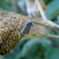 Orgyia anartoides (Painted Apple Moth) at Mongarlowe River - 7 Jan 2023 by arjay