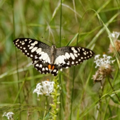 Papilio demoleus (Chequered Swallowtail) at Cotter River, ACT - 7 Jan 2023 by DPRees125