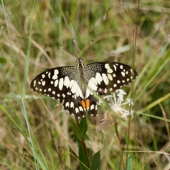 Papilio demoleus at Cotter River, ACT - 7 Jan 2023 03:48 PM