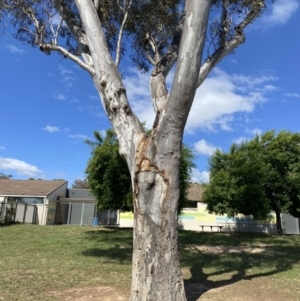 Eucalyptus blakelyi at Wanniassa, ACT - 7 Jan 2023 04:27 PM