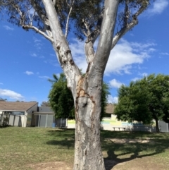 Eucalyptus blakelyi (Blakely's Red Gum) at Wanniassa, ACT - 7 Jan 2023 by jksmits