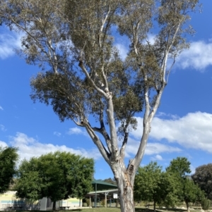 Eucalyptus blakelyi at Wanniassa, ACT - 7 Jan 2023 04:27 PM