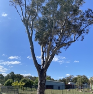 Eucalyptus blakelyi at Wanniassa, ACT - 7 Jan 2023