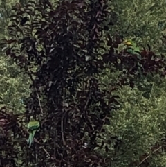 Polytelis swainsonii (Superb Parrot) at Wanniassa, ACT - 6 Jan 2023 by jksmits