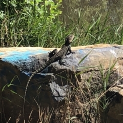 Intellagama lesueurii howittii (Gippsland Water Dragon) at Kingston, ACT - 8 Jan 2023 by Maryj
