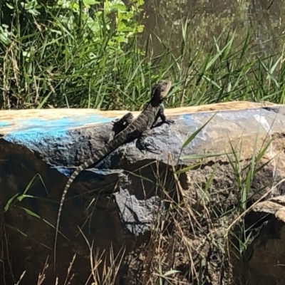 Intellagama lesueurii howittii (Gippsland Water Dragon) at Jerrabomberra Wetlands - 7 Jan 2023 by Maryj