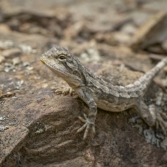 Amphibolurus muricatus (Jacky Lizard) at Kowen, ACT - 7 Jan 2023 by trevsci