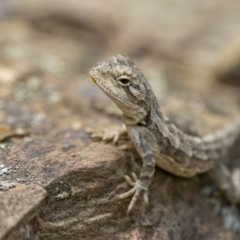 Amphibolurus muricatus at Kowen, ACT - 7 Jan 2023