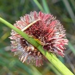 Chorizandra sphaerocephala (Roundhead Bristle-sedge) at Hyams Beach, NSW - 1 Jan 2023 by RobG1