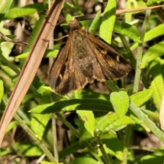 Toxidia doubledayi (Lilac Grass-skipper) at Mittagong, NSW - 8 Jan 2023 by trevorpreston