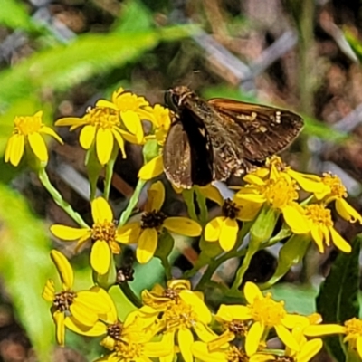 Toxidia doubledayi (Lilac Grass-skipper) at Bowral, NSW - 8 Jan 2023 by trevorpreston