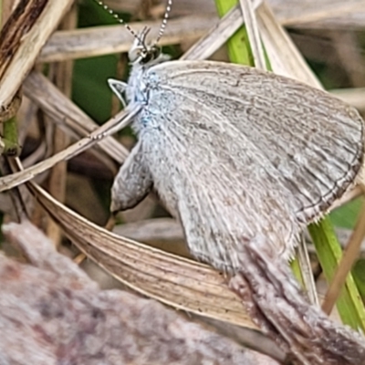 Zizina otis (Common Grass-Blue) at Bowral, NSW - 8 Jan 2023 by trevorpreston