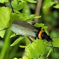 Chauliognathus lugubris (Plague Soldier Beetle) at Mittagong, NSW - 7 Jan 2023 by trevorpreston