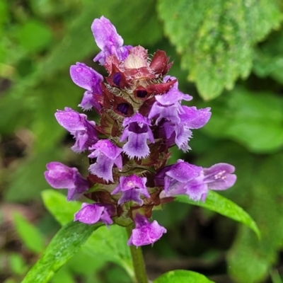 Prunella vulgaris (Self-heal, Heal All) at Mittagong, NSW - 7 Jan 2023 by trevorpreston