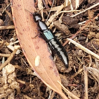 Thyreocephalus sp. (genus) (Rove beetle) at Bowral, NSW - 7 Jan 2023 by trevorpreston
