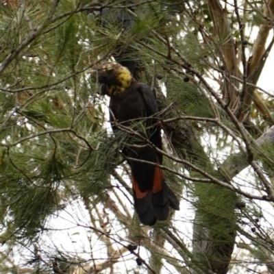 Calyptorhynchus lathami lathami (Glossy Black-Cockatoo) at Vincentia, NSW - 2 Jan 2023 by RobG1