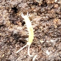 Unidentified Symphyla (Garden Centipede) at Bowral, NSW - 7 Jan 2023 by trevorpreston