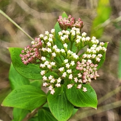 Platysace lanceolata (Shrubby Platysace) at Bowral, NSW - 7 Jan 2023 by trevorpreston