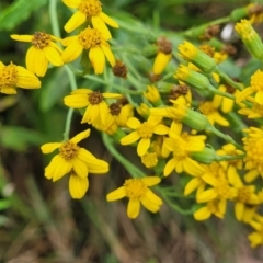 Senecio linearifolius (Fireweed Groundsel, Fireweed) at Bowral, NSW - 7 Jan 2023 by trevorpreston