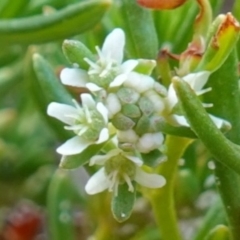 Poranthera ericifolia at Vincentia, NSW - 5 Jan 2023 by RobG1