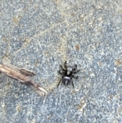 Salpesia sp. (genus) at Aranda, ACT - 7 Jan 2023