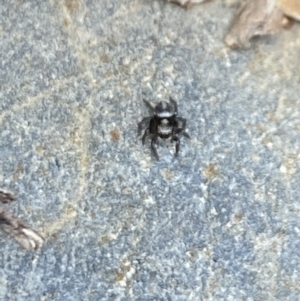 Salpesia (genus) at Aranda, ACT - 7 Jan 2023 01:07 PM
