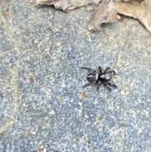 Salpesia sp. (genus) at Aranda, ACT - 7 Jan 2023