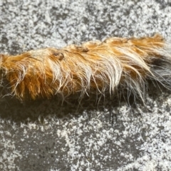 Anthela (genus) immature (Unidentified Anthelid Moth) at Aranda, ACT - 8 Jan 2023 by Jubeyjubes