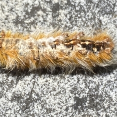 Anthela (genus) immature at Aranda, ACT - 8 Jan 2023