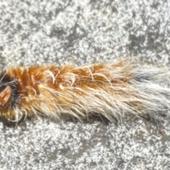 Anthela (genus) immature at Aranda, ACT - 8 Jan 2023