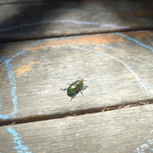 Lamprima aurata at Hackett, ACT - 8 Jan 2023