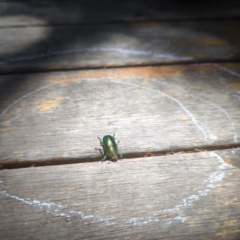 Lamprima aurata at Hackett, ACT - 8 Jan 2023 02:37 PM