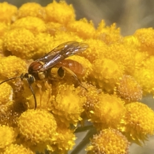 Labium sp. (genus) at Aranda, ACT - 8 Jan 2023