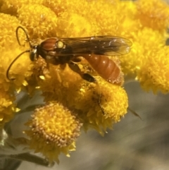 Labium sp. (genus) at Aranda, ACT - 8 Jan 2023