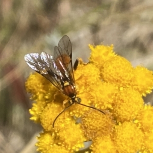 Labium sp. (genus) at Aranda, ACT - 8 Jan 2023