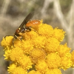 Labium sp. (genus) at Aranda, ACT - 8 Jan 2023