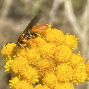 Labium sp. (genus) at Aranda, ACT - 8 Jan 2023