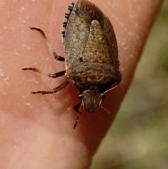 Dictyotus conspicuus at Aranda, ACT - 7 Jan 2023 01:44 PM