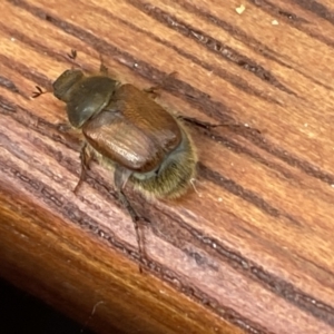 Melolonthinae sp. (subfamily) at Aranda, ACT - 7 Jan 2023