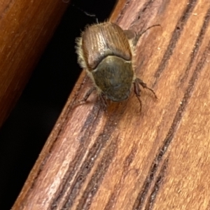 Melolonthinae sp. (subfamily) at Aranda, ACT - 7 Jan 2023