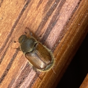 Melolonthinae sp. (subfamily) at Aranda, ACT - 7 Jan 2023