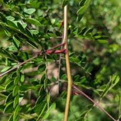 Gleditsia triacanthos (Honey Locust, Thorny Locust) at Gateway Island, VIC - 7 Jan 2023 by Darcy