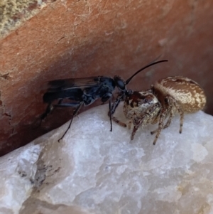 Pompilidae (family) at Aranda, ACT - 8 Jan 2023 01:50 PM