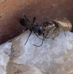 Pompilidae (family) at Aranda, ACT - 8 Jan 2023 01:50 PM