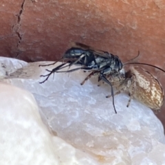 Pompilidae (family) at Aranda, ACT - 8 Jan 2023