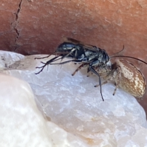 Pompilidae (family) at Aranda, ACT - 8 Jan 2023